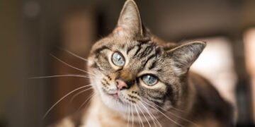 Día Mundial del Gato