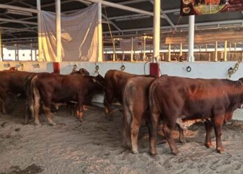 Falta de lluvias, fríos y plagas elevan el riesgo sanitario para ganado de Matamoros, Tamaulipas,