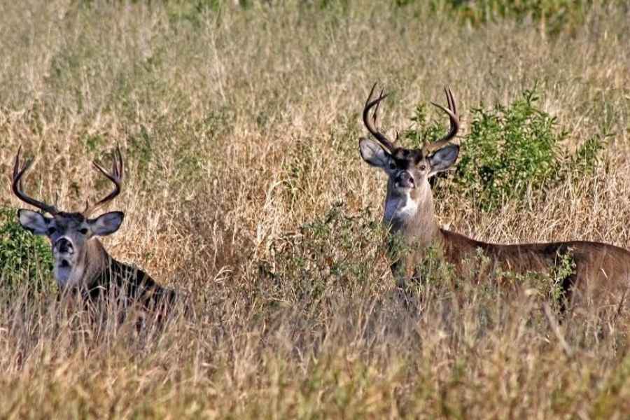 La temporada de caza en el estado de Tamaulipas cierra oficialmente el 8 de febrero