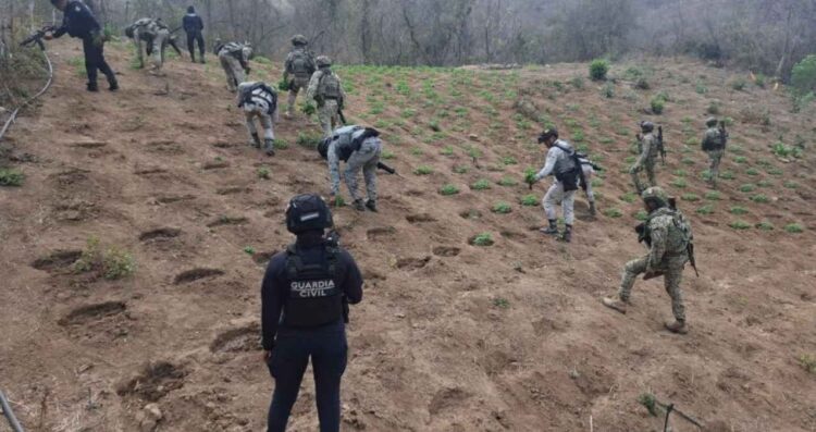 Marina destruye plantío con 7 mil 500 plantas de mariguana en Arteaga, Michoacán