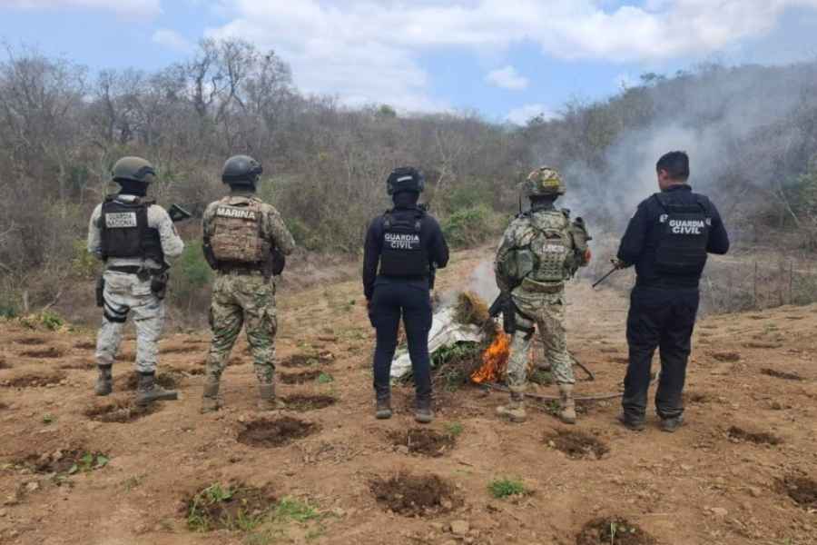 Marina destruye plantío con 7 mil 500 plantas de mariguana en Arteaga, Michoacán