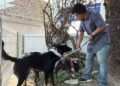 Migrante deportado queda varado con sus tres perros en Tampico, Tamaulipas