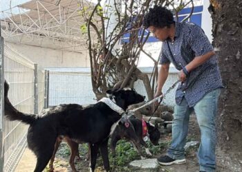 Migrante deportado queda varado con sus tres perros en Tampico, Tamaulipas