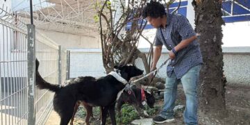 Migrante deportado queda varado con sus tres perros en Tampico, Tamaulipas