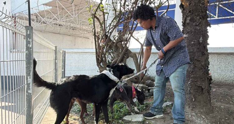 Migrante deportado queda varado con sus tres perros en Tampico, Tamaulipas