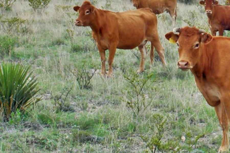Sector pecuario pide reforzar cuidados del ganado en Matamoros, Tamaulipas