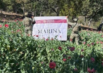 Semar localiza y destruye 34 plantíos de amapola en la sierra de Nayarit