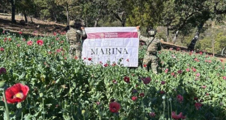 Semar localiza y destruye 34 plantíos de amapola en la sierra de Nayarit