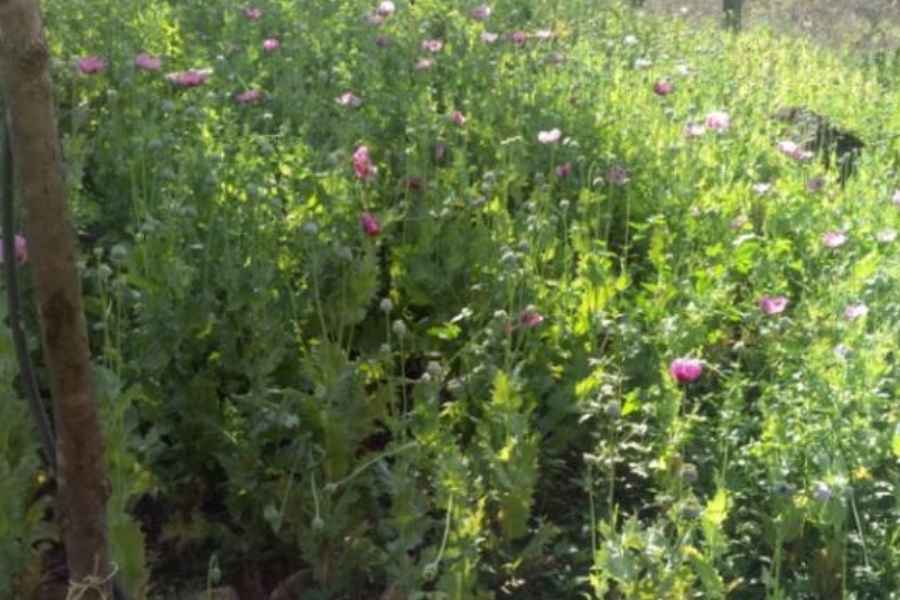 Semar localiza y destruye 34 plantíos de amapola en la sierra de Nayarit