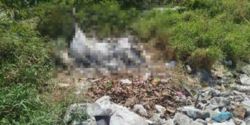Yegua muere tras caer a laguna y ahogarse en Ciudad Madero, Tamaulipas
