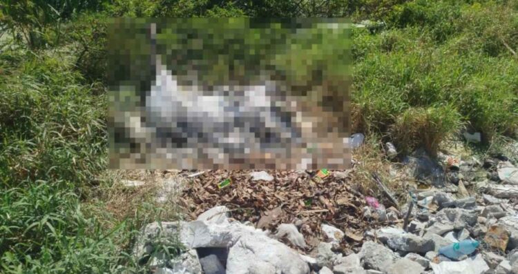 Yegua muere tras caer a laguna y ahogarse en Ciudad Madero, Tamaulipas