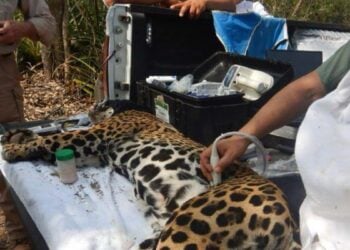 captura de jaguar en Llera