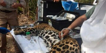 captura de jaguar en Llera
