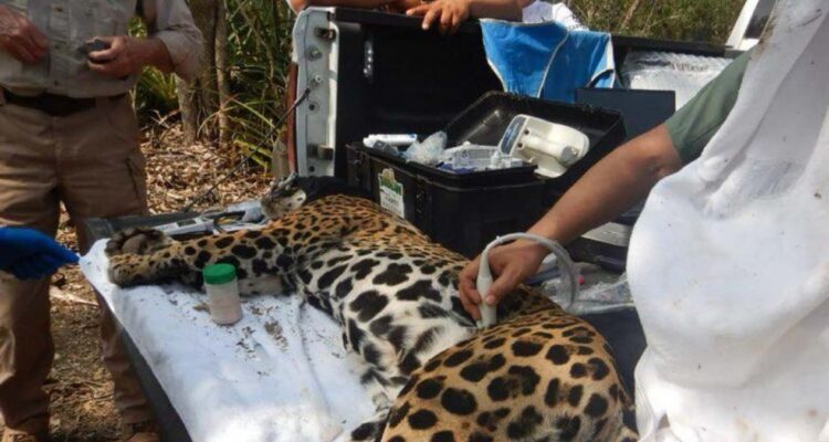 captura de jaguar en Llera