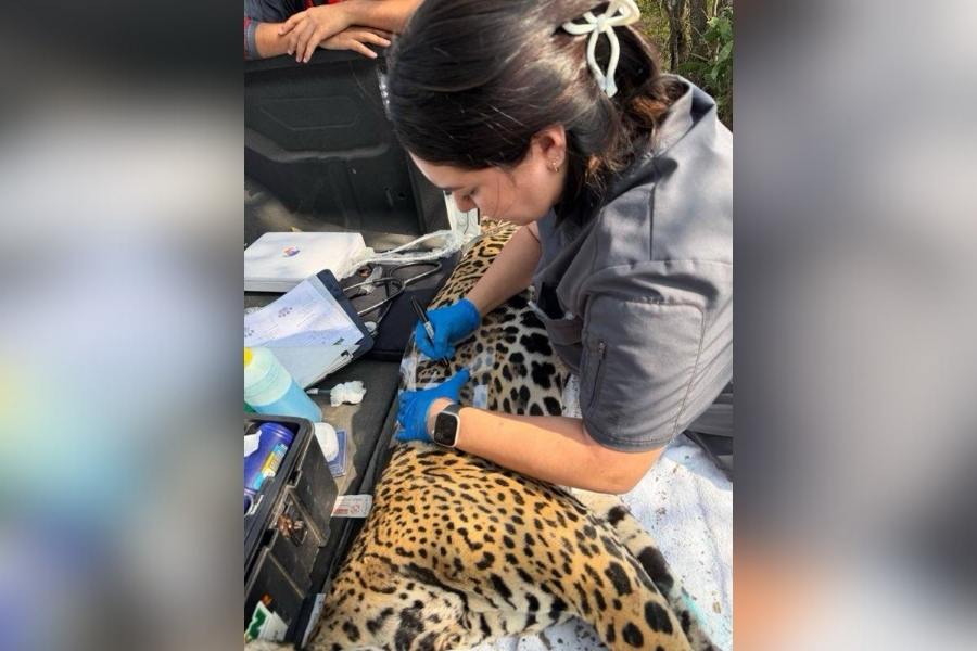 captura de jaguar en Llera