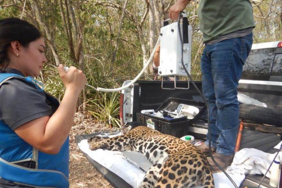 captura de jaguar en Llera