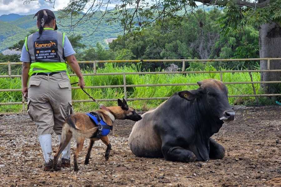 casos de gusano barrenador Tamaulipas