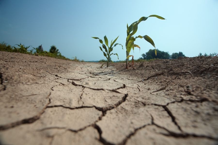 ciclo agrícola 2026 Tamaulipas