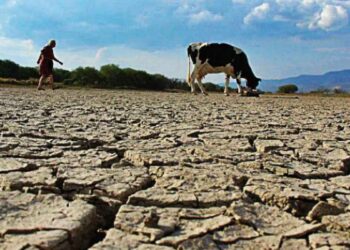 ciclo agrícola 2026 Tamaulipas