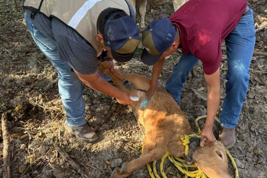 gusano barrenador Altamira Llera