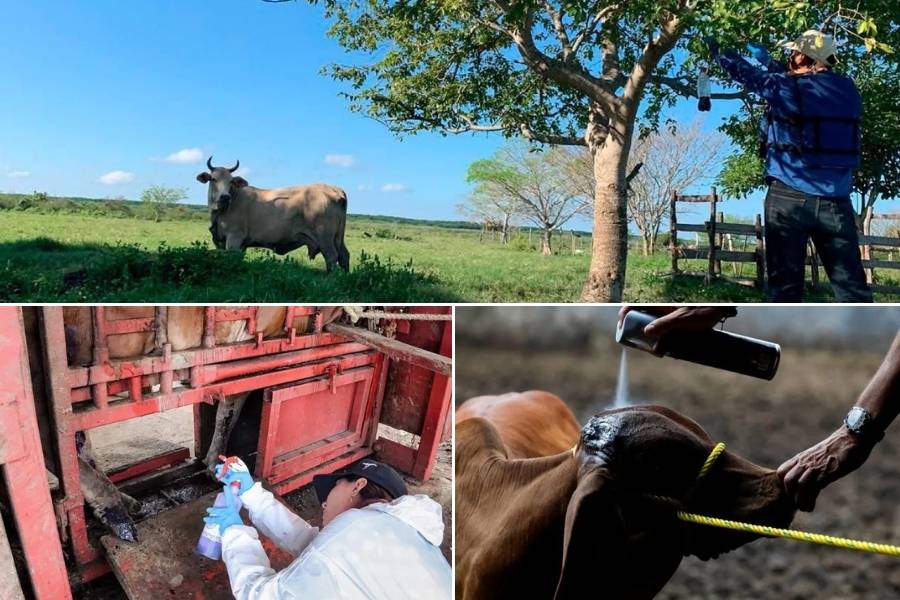 gusano barrenador en Tamaulipas 2026