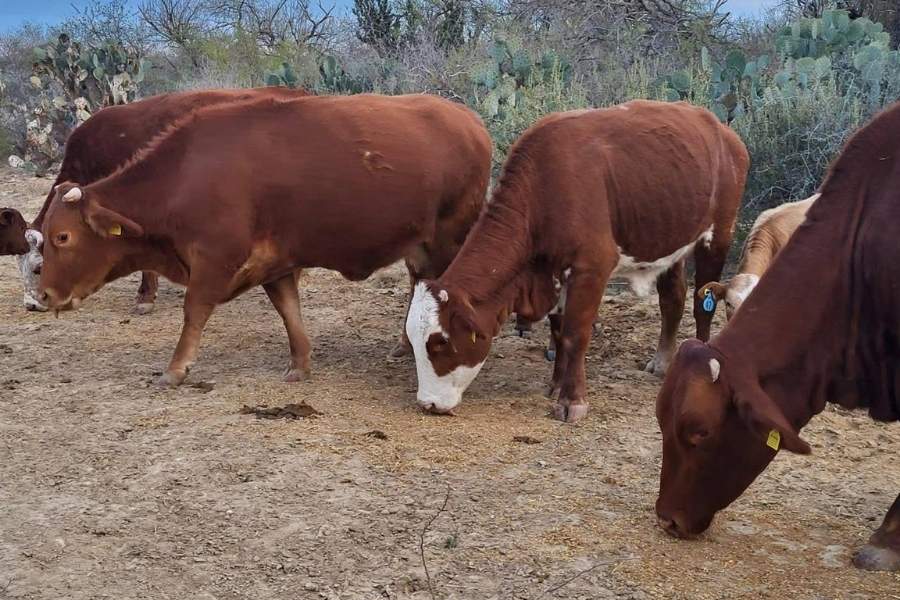 operativo gusano barrenador Tamaulipas