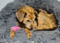 perrita Tlajomulco de Zúñiga