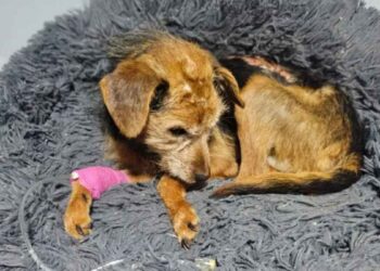 perrita Tlajomulco de Zúñiga