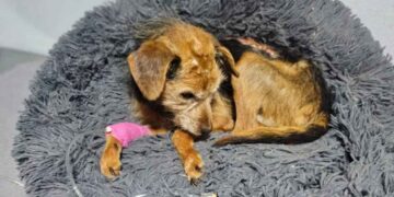 perrita Tlajomulco de Zúñiga