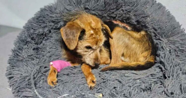 perrita Tlajomulco de Zúñiga