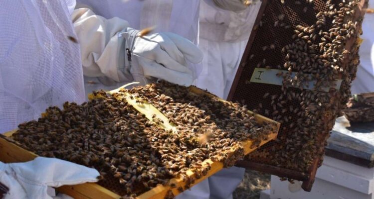 producción de miel en Tamaulipas
