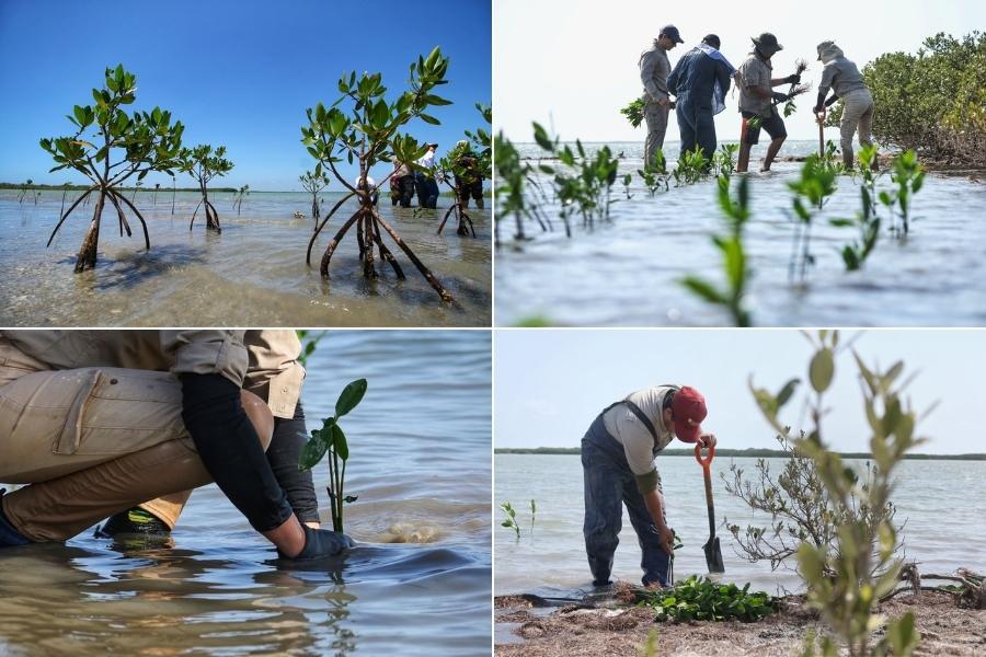 recuperación manglares Tamaulipas