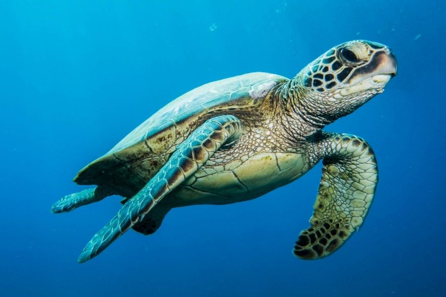 Tortugas muertas Playa Bagdad