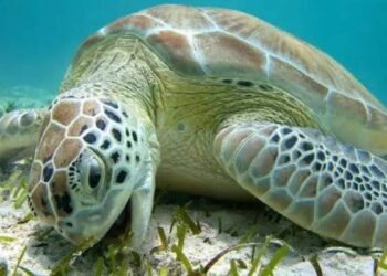 Tortugas muertas Playa Bagdad
