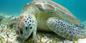Tortugas muertas Playa Bagdad