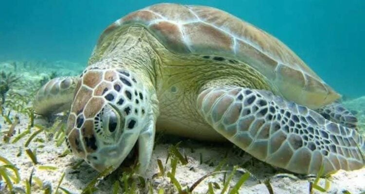 Tortugas muertas Playa Bagdad