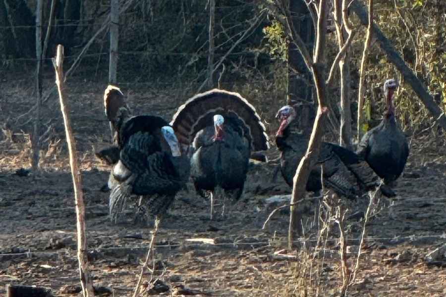 Arranca la temporada de caza del guajolote en el estado de Tamaulipas