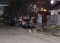 Ataque de perro en Torreón