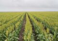 Crisis en el campo productores del norte de Tamaulipas enfrentan bajos precios y sequía 2