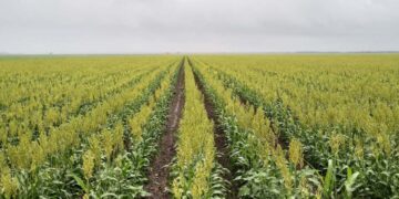 Crisis en el campo productores del norte de Tamaulipas enfrentan bajos precios y sequía 2