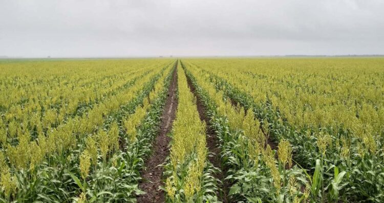 Crisis en el campo productores del norte de Tamaulipas enfrentan bajos precios y sequía 2
