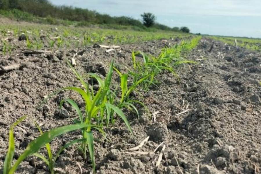Crisis en el campo productores del norte de Tamaulipas enfrentan bajos precios y sequía 2