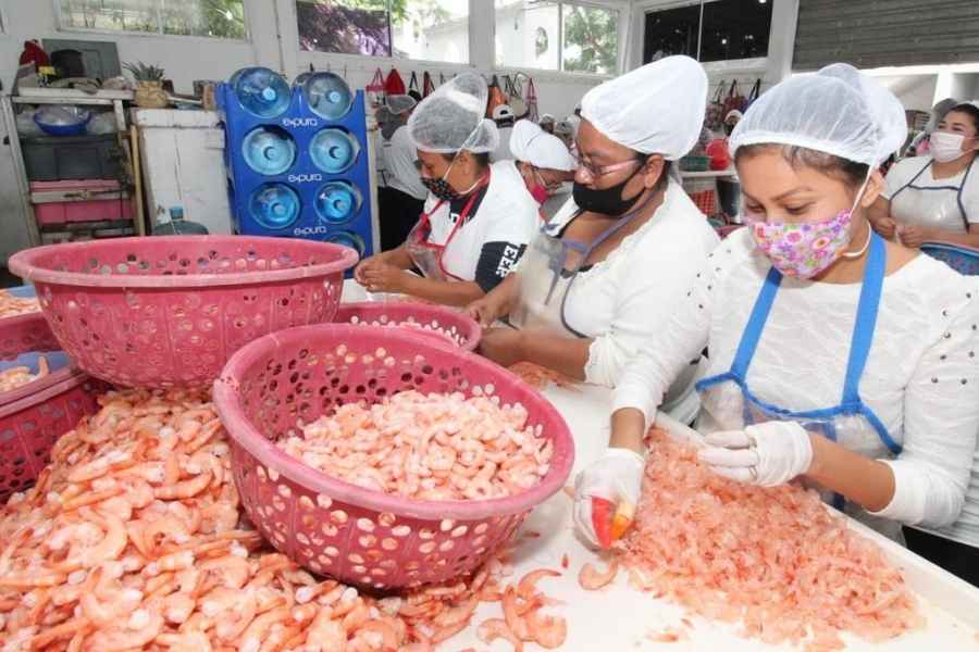 Despicadoras de Tampico, Tamaulipas, buscan ser beneficiadas en los programas de apoyo social