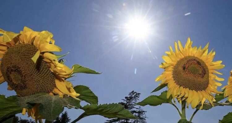 Equinoccio 2026 5 sencillos rituales para conectar con la energía de la primavera