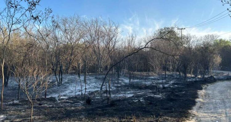 Incendio forestal corralón Juárez