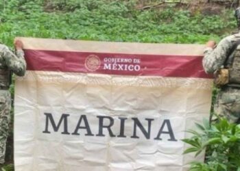 Marina destruye más de 43 mil plantas de marihuana en Tamazula, Durango