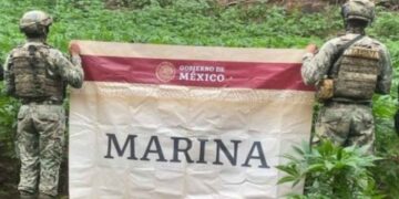 Marina destruye más de 43 mil plantas de marihuana en Tamazula, Durango