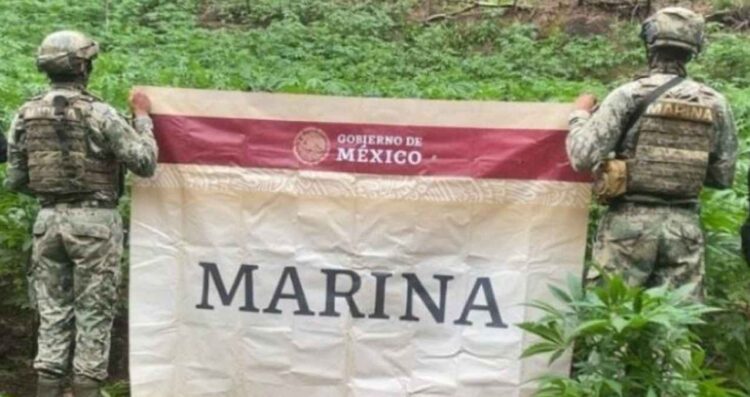 Marina destruye más de 43 mil plantas de marihuana en Tamazula, Durango