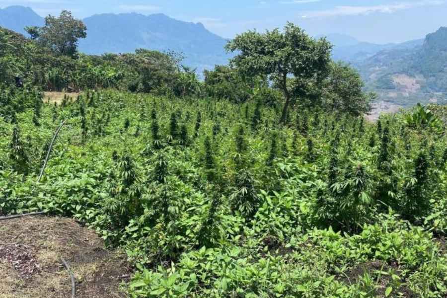 Marina destruye más de 43 mil plantas de marihuana en Tamazula, Durango