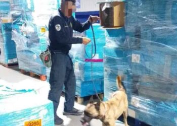 Marina intercepta más de una tonelada de cigarros ilegales en el Aeropuerto de la Ciudad de México